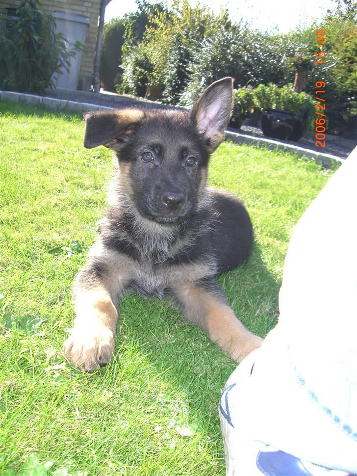 Schæferhund Sandkærgårds Lajco billede 8