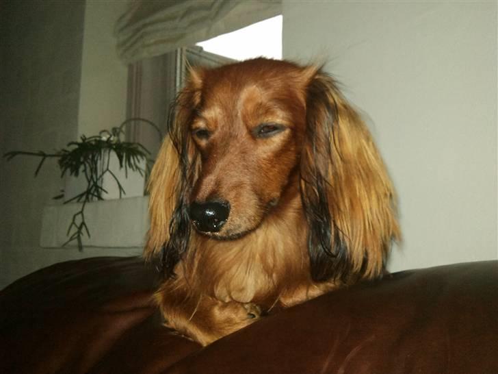 Miniature gravhund Käto - Käto der rævesover :) billede 16