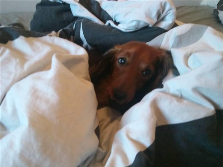 Miniature gravhund Käto - Han elsker at blive putte :) billede 17