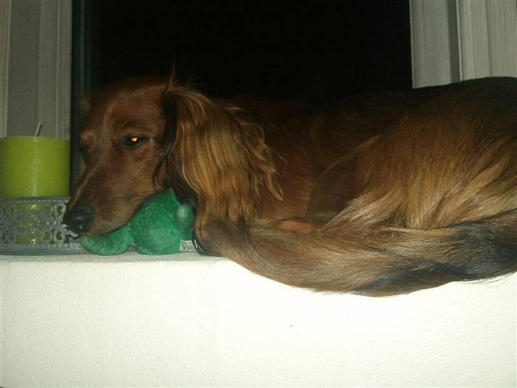 Miniature gravhund Käto - Käto der ligger oppe i vores vindues karmen, og sover på sin bamse. Hehe :) billede 18