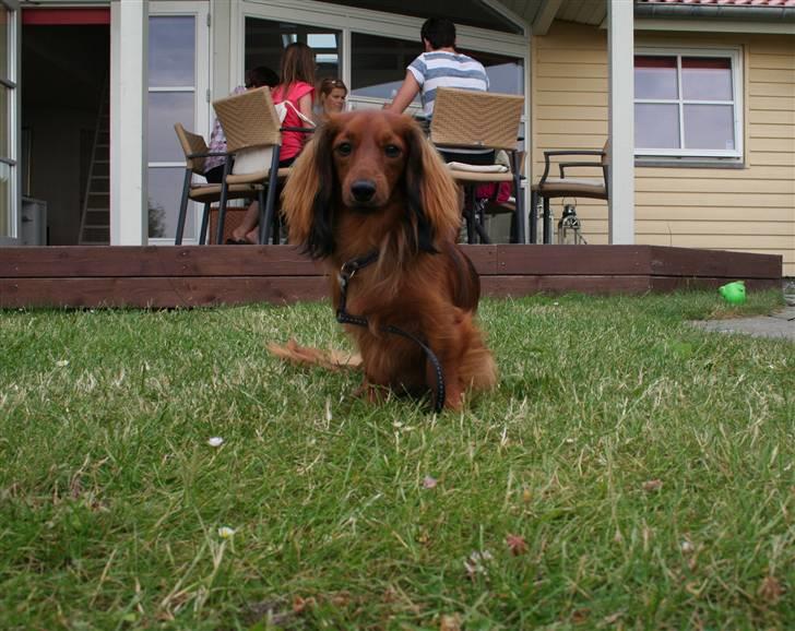 Miniature gravhund Käto - Så smuk han er! <3 billede 19