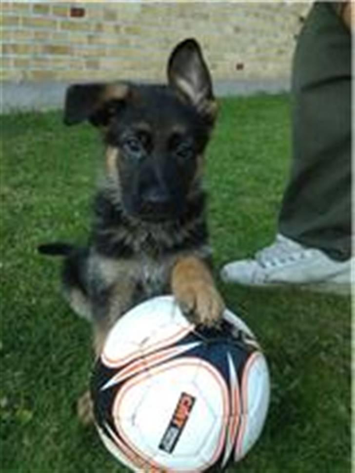 Schæferhund Sandkærgårds Lajco billede 9