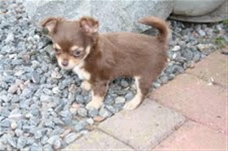 Chihuahua High Fly Cherie Mon Ami billede 3