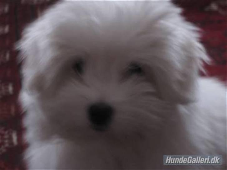 Coton de tulear Mille billede 2