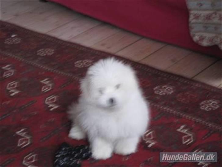 Coton de tulear Mille billede 3