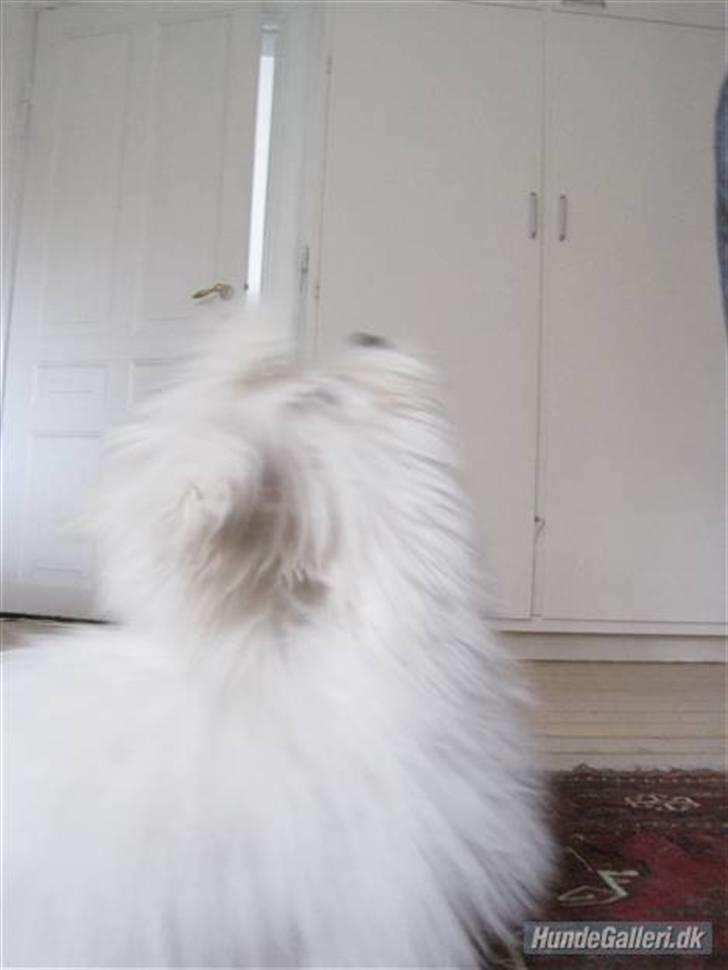 Coton de tulear Mille billede 4