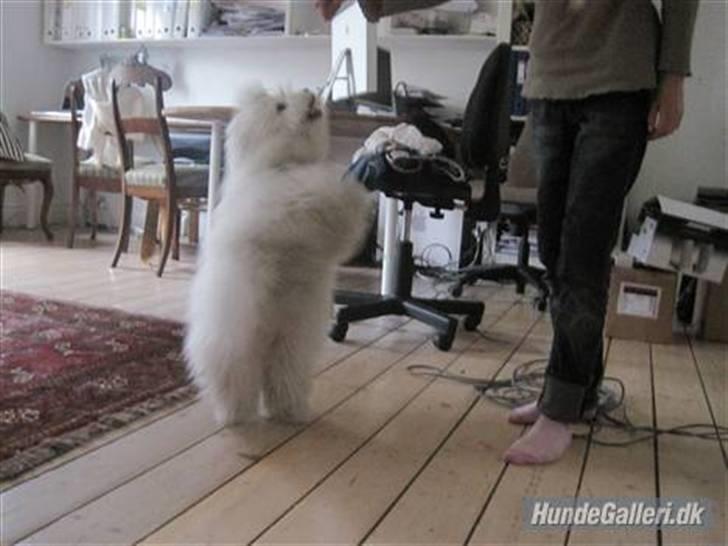 Coton de tulear Mille billede 5