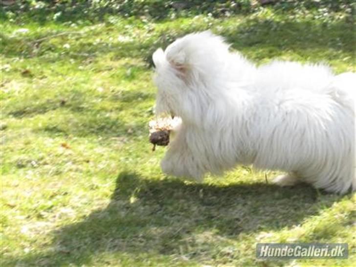 Coton de tulear Mille billede 6