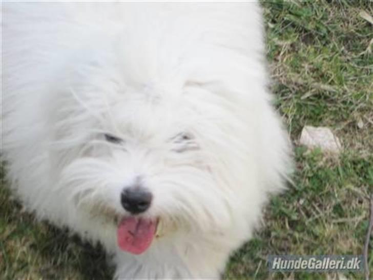 Coton de tulear Mille billede 7