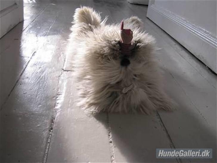 Coton de tulear Mille billede 8