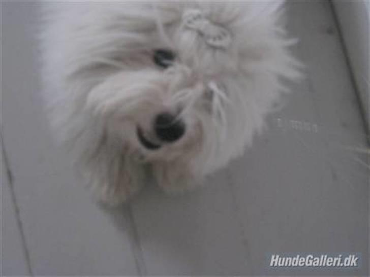 Coton de tulear Mille billede 9