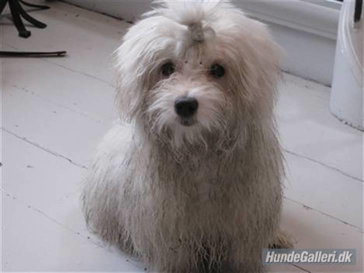 Coton de tulear Mille billede 10
