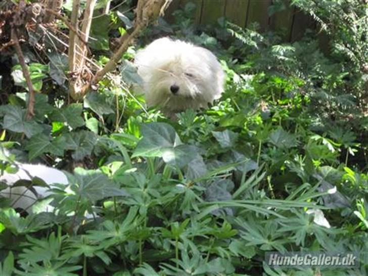 Coton de tulear Mille billede 11