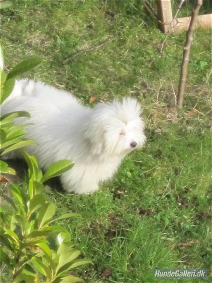 Coton de tulear Mille billede 12
