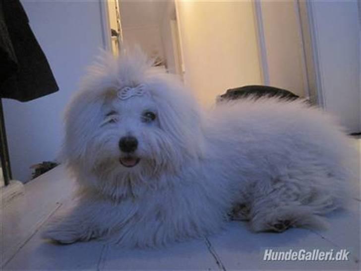 Coton de tulear Mille billede 13