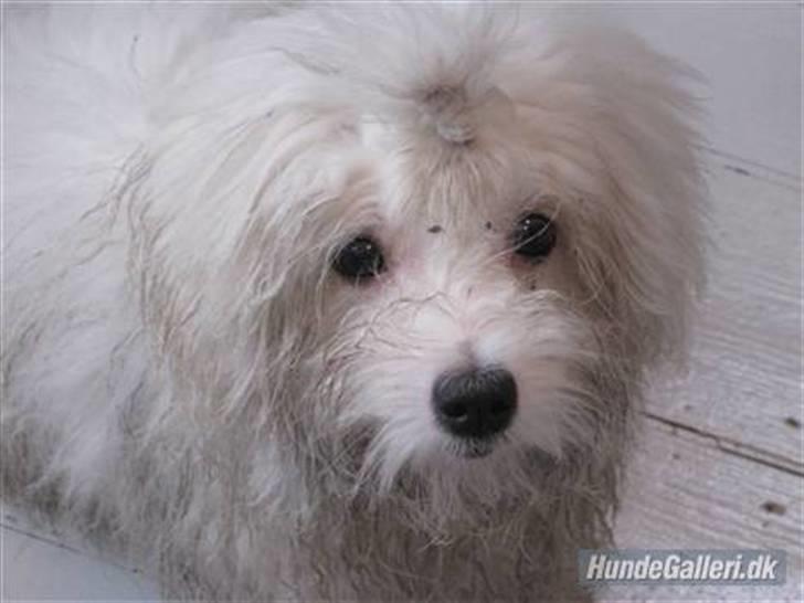 Coton de tulear Mille billede 14