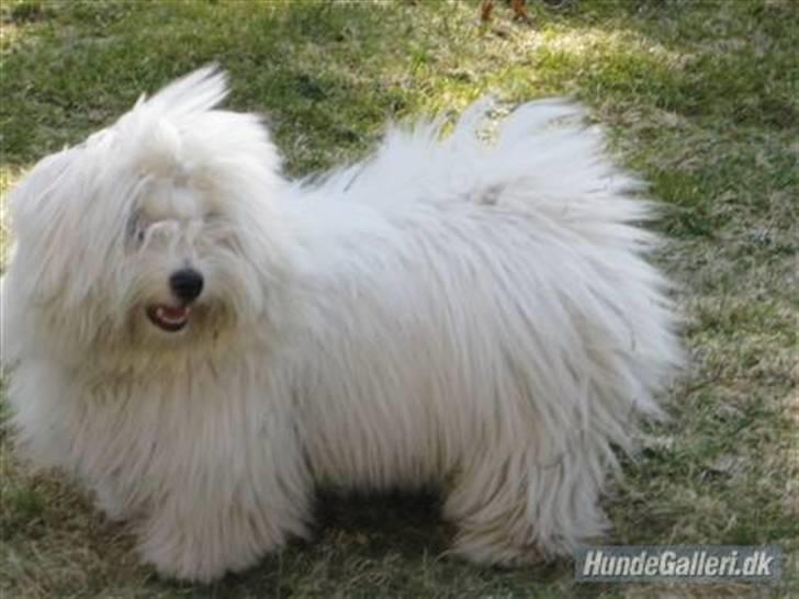 Coton de tulear Mille billede 15