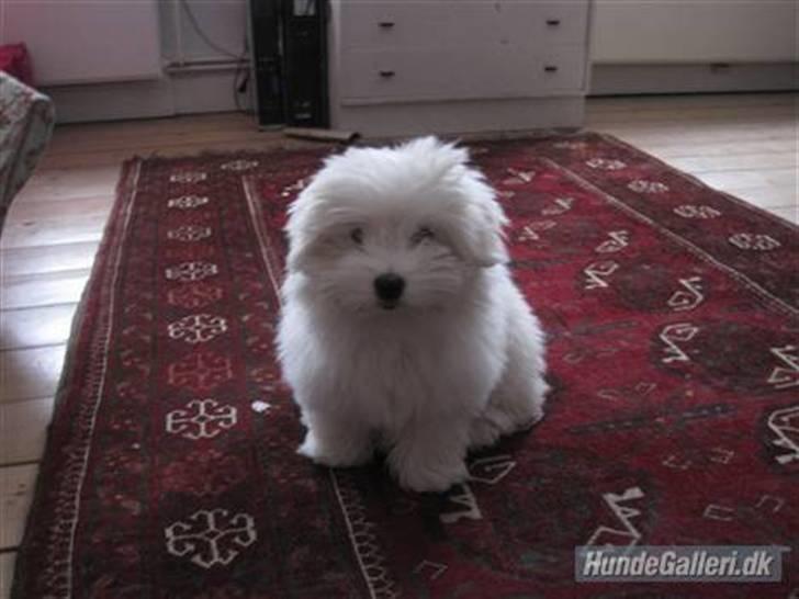 Coton de tulear Mille billede 16