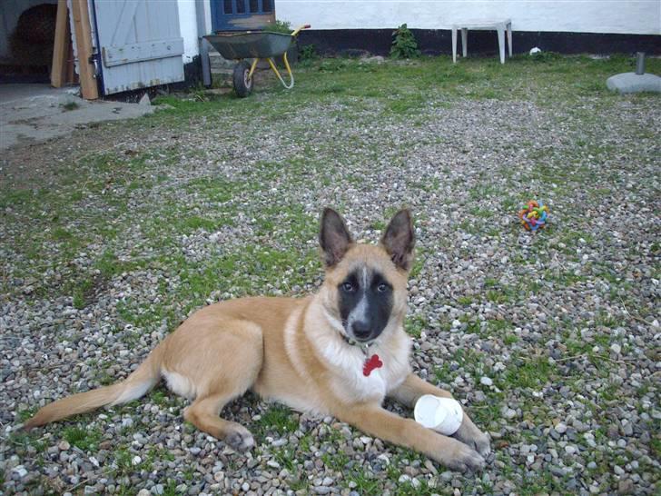 Belgisk hyrdehund Aya billede 7