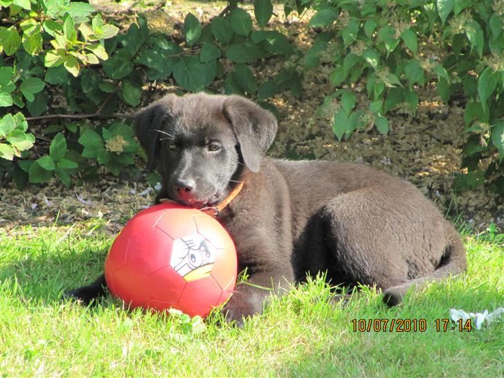 Blanding af racer Bella billede 1