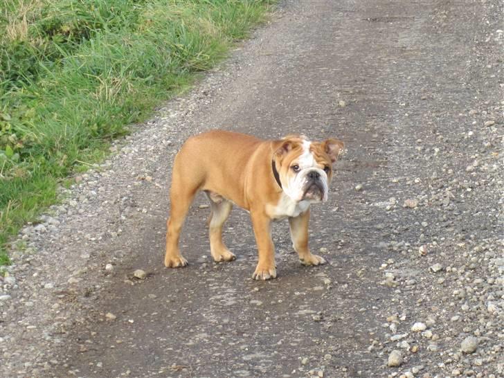 Engelsk bulldog Albert *SOLGT* :'( billede 19