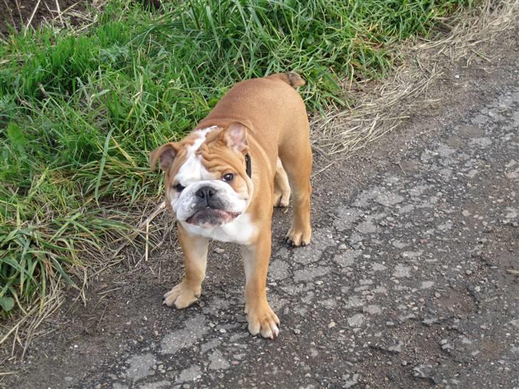 Engelsk bulldog Albert *SOLGT* :'( billede 20