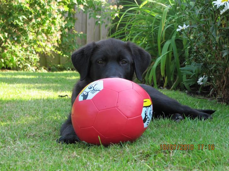 Blanding af racer Bella billede 2