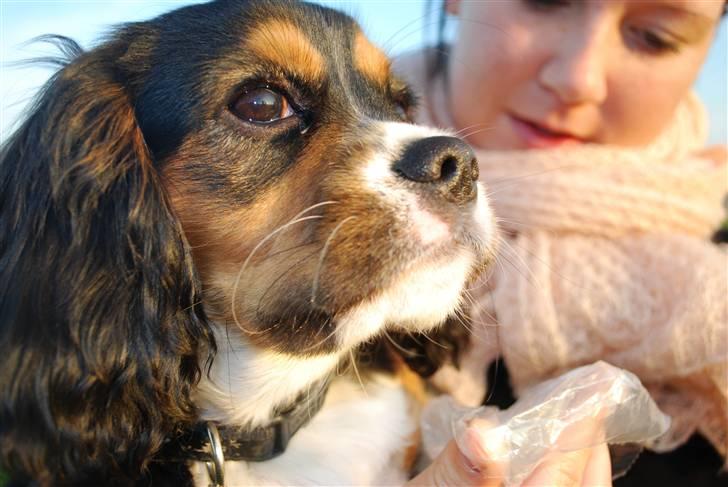 Cavalier king charles spaniel Noah billede 9