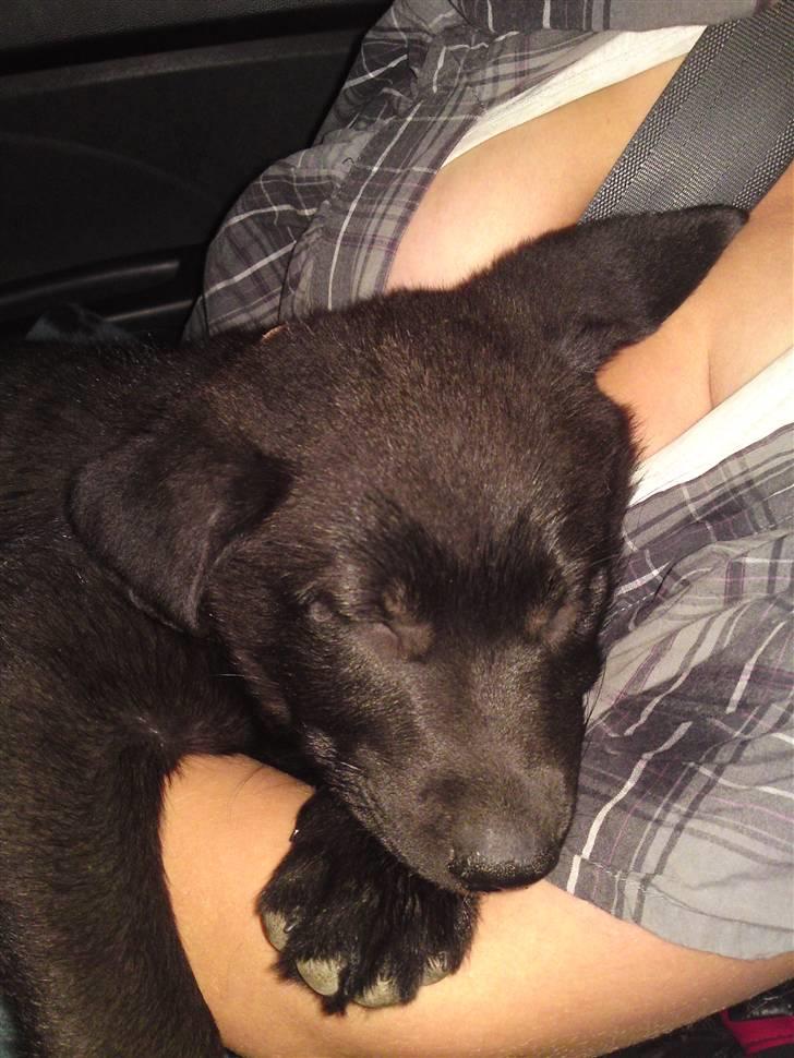 Blanding af racer Bella billede 3