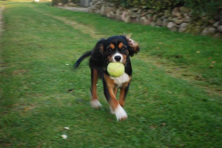 Cavalier king charles spaniel Noah billede 11