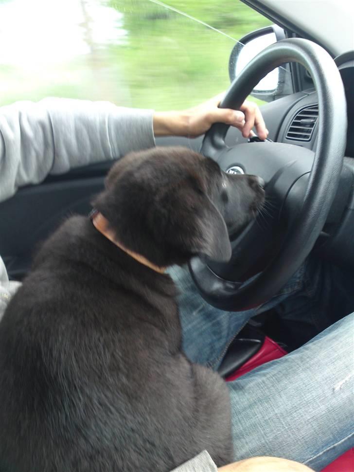 Blanding af racer Bella - Bella vil også prøve og køre bilen :) billede 4