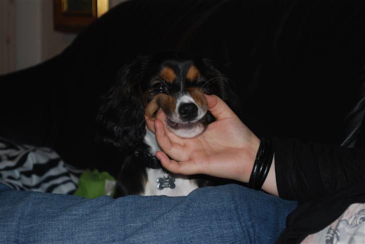 Cavalier king charles spaniel Noah billede 12