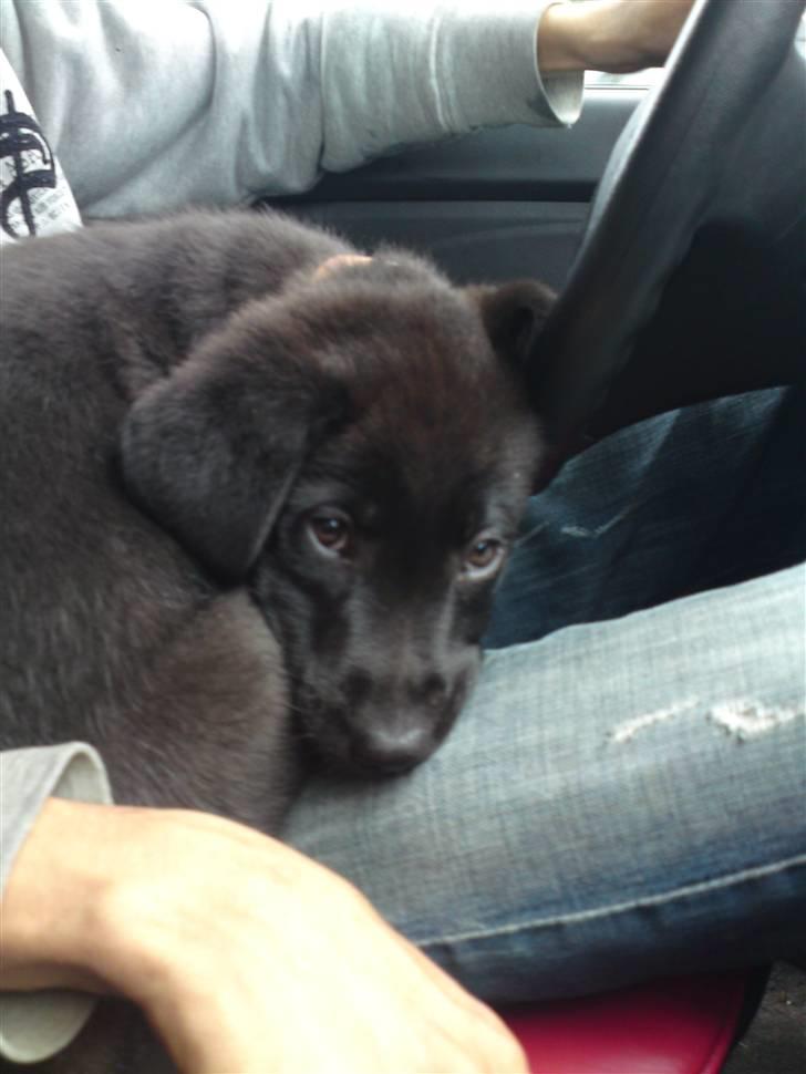 Blanding af racer Bella - Bella køre bil sammen med far... Det er så hyggeligt :) billede 5