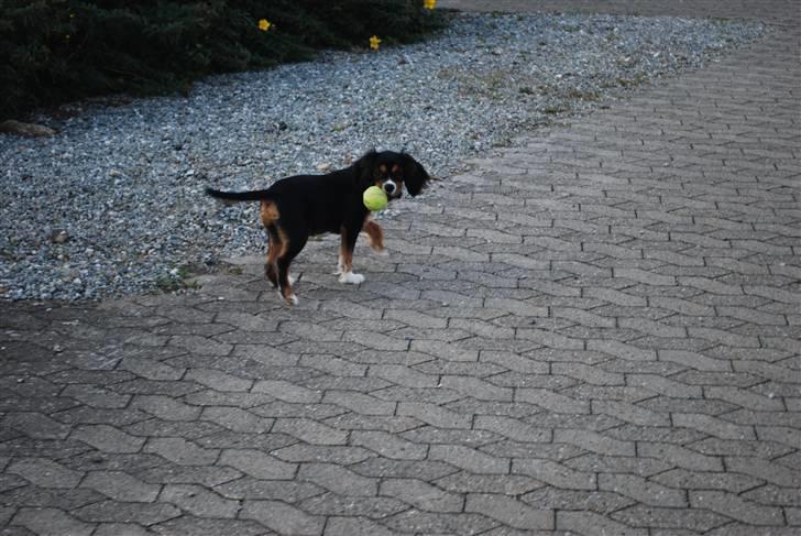 Cavalier king charles spaniel Noah billede 13