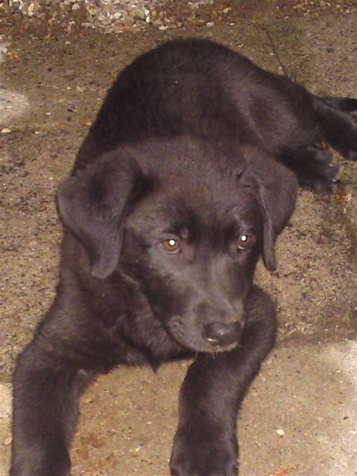 Blanding af racer Bella billede 6