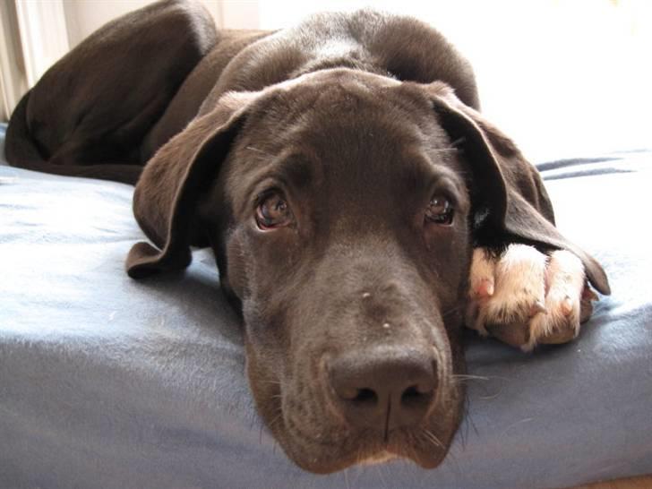 Grand danois Freja billede 12