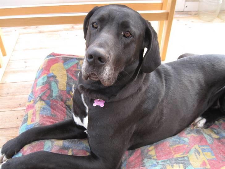 Grand danois Freja billede 13