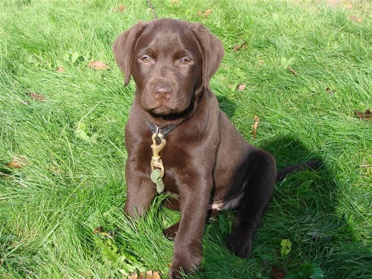 Labrador retriever Zenta - I haven 101010 billede 1
