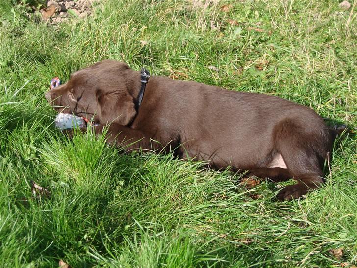 Labrador retriever Zenta billede 2