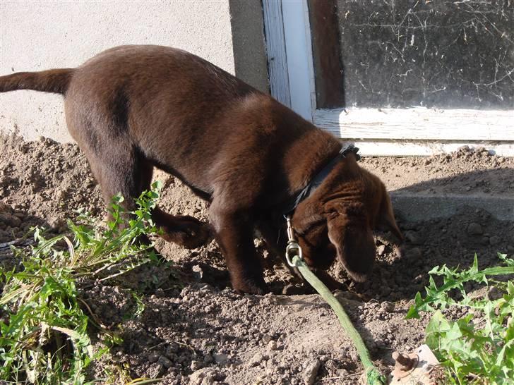 Labrador retriever Zenta billede 3