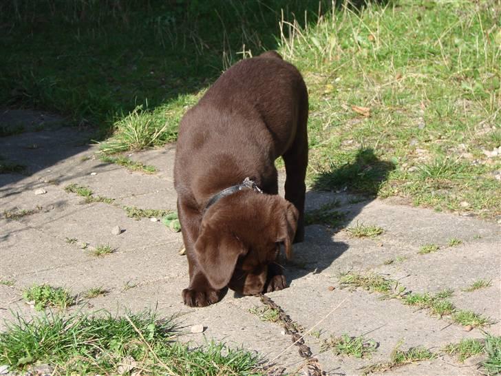 Labrador retriever Zenta billede 4