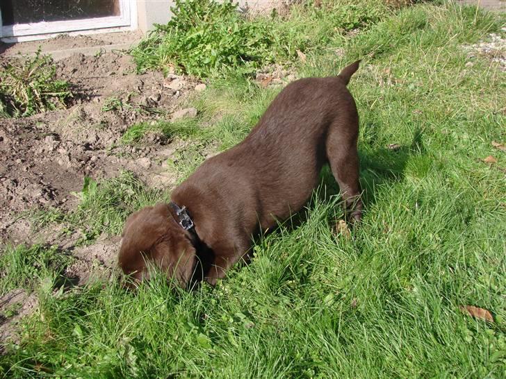Labrador retriever Zenta - Græsplænen udforskes billede 5
