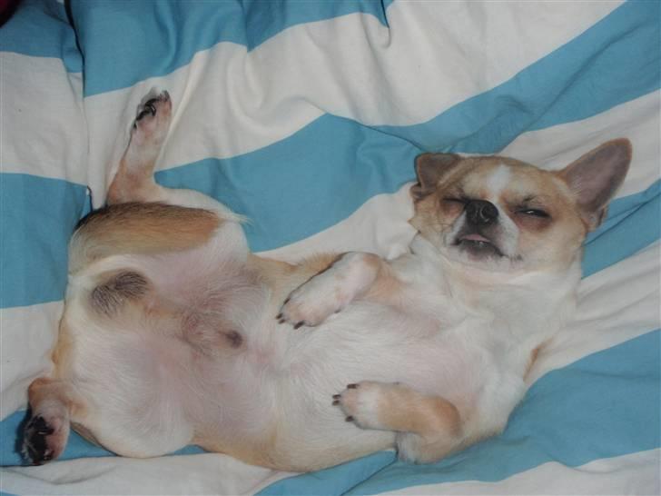 Chihuahua Bucho - Ligger lige og dovner.. Endelig ikke overanstrenge sig! billede 1