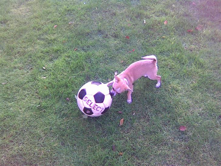 Chihuahua Bucho - Bucho er ikke så god til fodbold, istedet gør han bare af bolden, i håb om, at den flytter sig ;-) billede 2