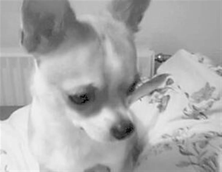 Chihuahua Bucho billede 3