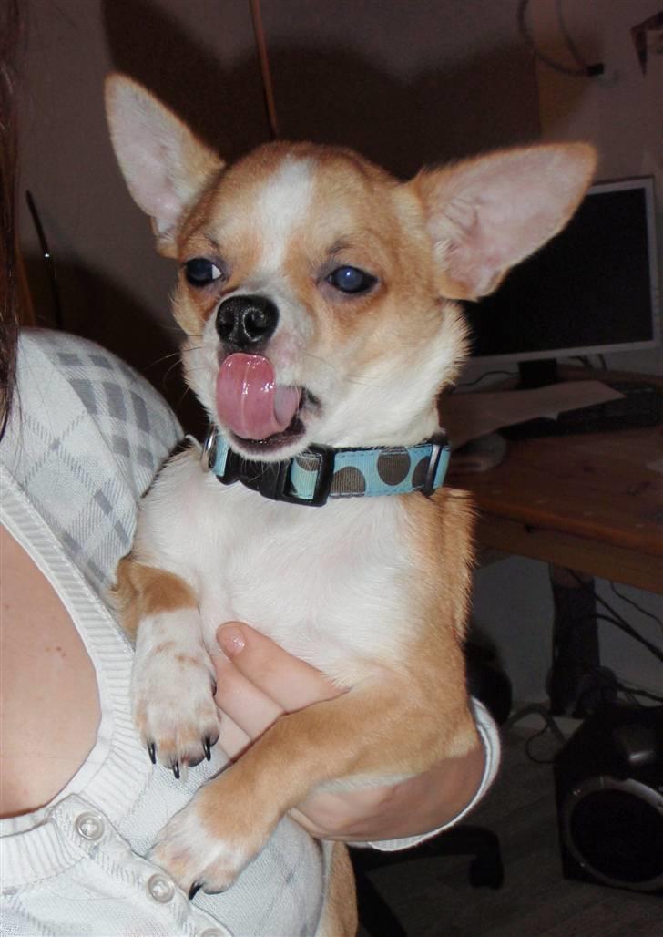 Chihuahua Bucho billede 4