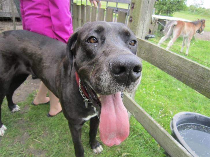 Grand danois Freja billede 14