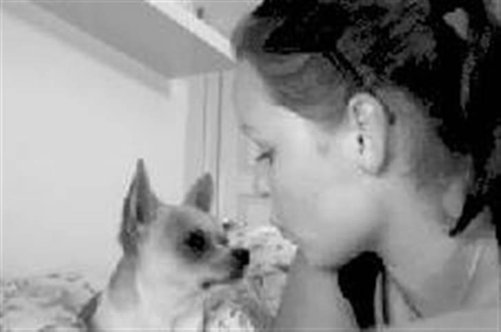 Chihuahua Bucho billede 5