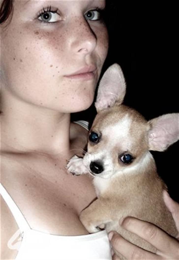 Chihuahua Bucho billede 6