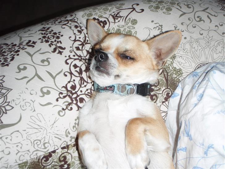 Chihuahua Bucho billede 7